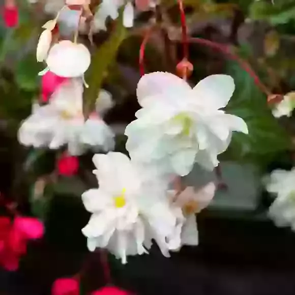 Begonias